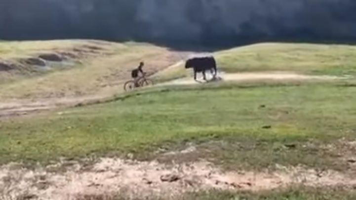 Toro salvaje embiste a ciclista en plena carrera (VIDEO)