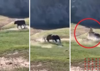 Le jugó al valiente: toro salvaje embiste a ciclista durante carrera (VIDEO)