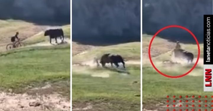 Le jugó al valiente: toro salvaje embiste a ciclista durante carrera (VIDEO)