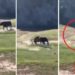 Le jugó al valiente: toro salvaje embiste a ciclista durante carrera (VIDEO)
