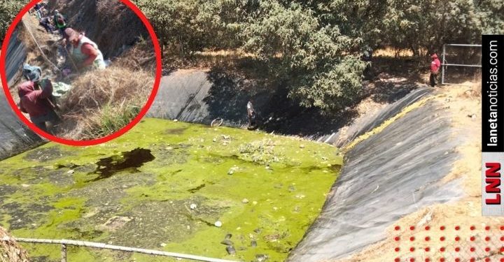 Lamentable: encuentran 100 perros muertos por beber agua de laguna tóxica
