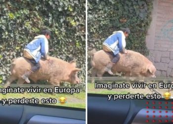 Captan a niño que viaja montado en un cerdo y video se viraliza en redes