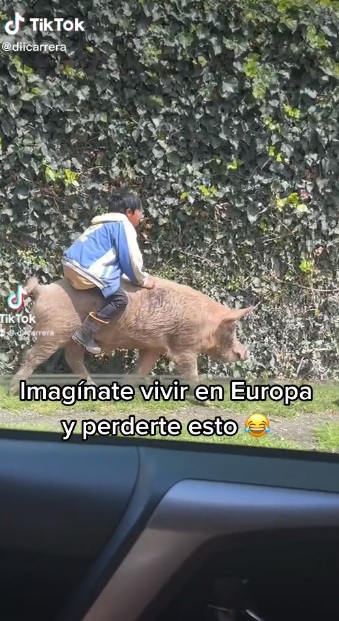 Difunden video de niño que viaja montado en un cerdo