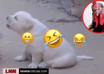 TikTok: video viral de perrito que canta como gallo