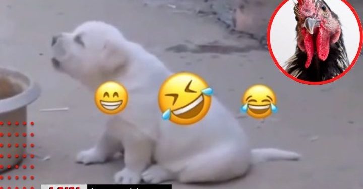 TikTok Video Viral De Perrito Que Canta Como Gallo