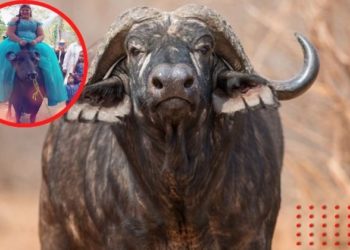 Veracruz: quinceañera llega montada en búfalo a su fiesta y causa furor en redes