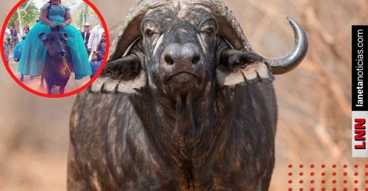 Veracruz: quinceañera llega montada en búfalo a su fiesta y causa furor en redes