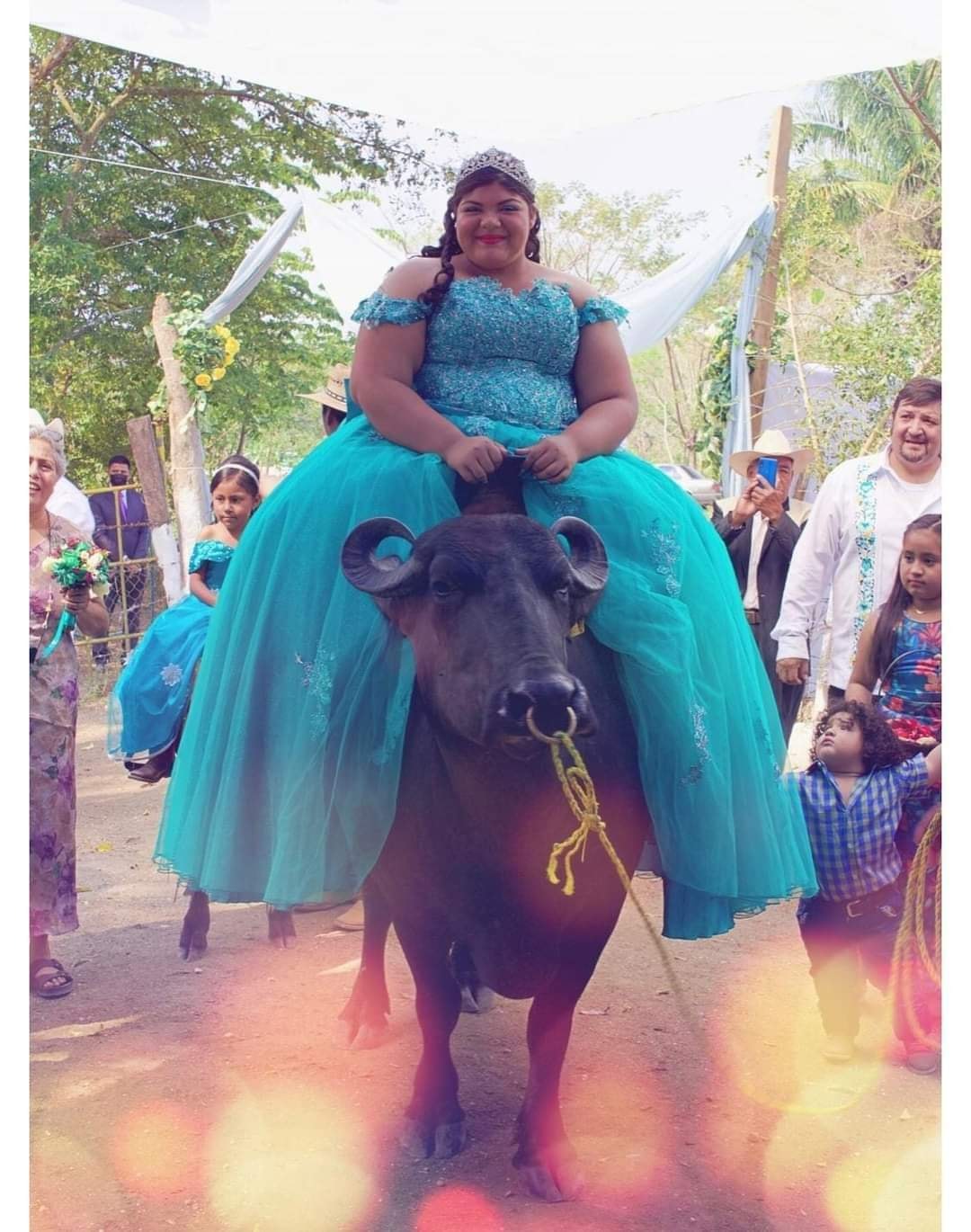 Quinceañera llega montada en búfalo a su fiesta en Veracruz