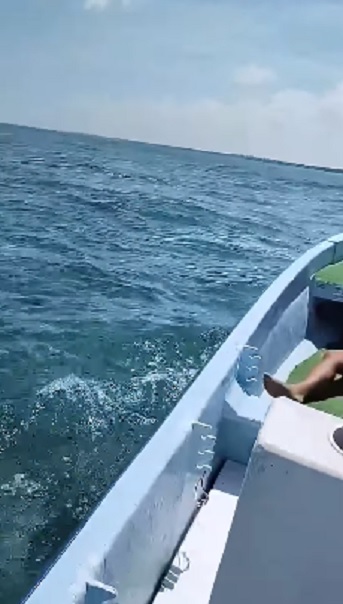 Tiburón ronda familia en Quintana Roo; video causa furor