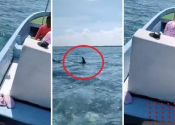 Tiburón ronda familia en Quintana Roo; video causa furor