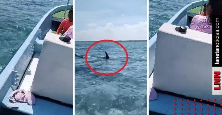 Tiburón ronda familia en Quintana Roo; video causa furor