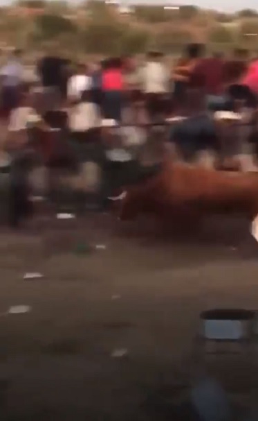 Toro escapa de jaripeo en Puebla y comparten video