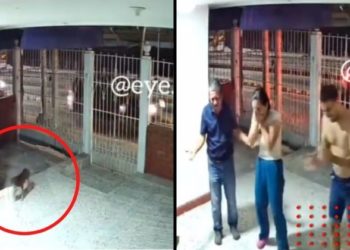 Perrito perdido regresa a casa y video se hace viral