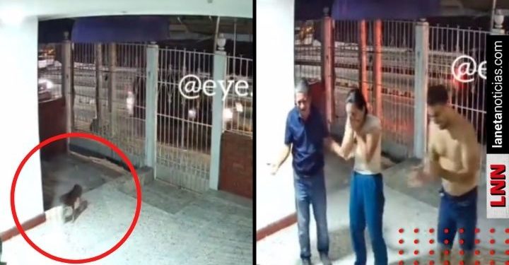 Perrito perdido regresa a casa y video se hace viral