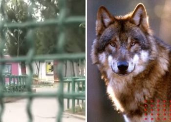 Lobo ataca a niño que intentó acariciarlo en Nezahualcóyotl