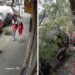 Pareja se salva de ser aplastada por árbol en CDMX; este fue el momento (VIDEO)