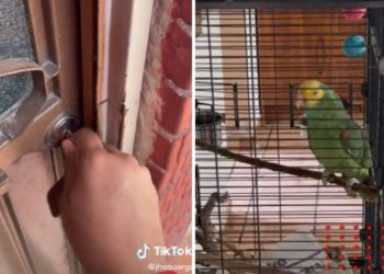 ‘Ahí voy’: periquito engaña a testigos de Jehová; los tuvo esperando media hora