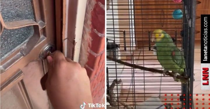‘Ahí voy’: periquito engaña a testigos de Jehová; los tuvo esperando media hora