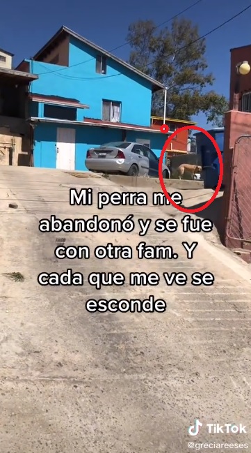 Perrita que abandona a su familia para irse con otra (VIDEO)