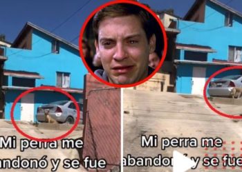 Perrita que abandona a su familia para irse con otra (VIDEO)