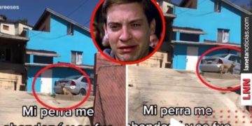Perrita que abandona a su familia para irse con otra (VIDEO)