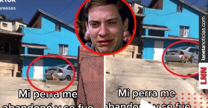 Perrita que abandona a su familia para irse con otra (VIDEO)