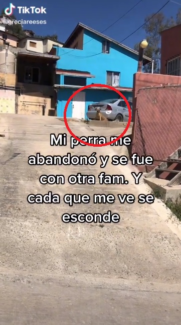 Perrita que abandona a su familia para irse con otra (VIDEO)