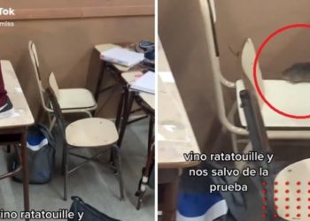 ¿Caída del cielo? Rata ‘salva’ a estudiantes de hacer examen y video se viraliza
