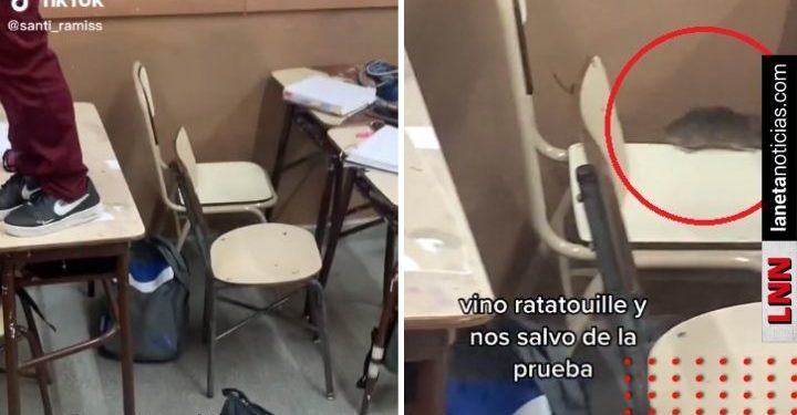 ¿Caída del cielo? Rata ‘salva’ a estudiantes de hacer examen y video se viraliza