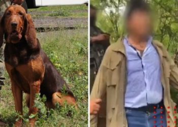 Max, el perro de la Marina que encontró a Caro Quintero (VIDEO)