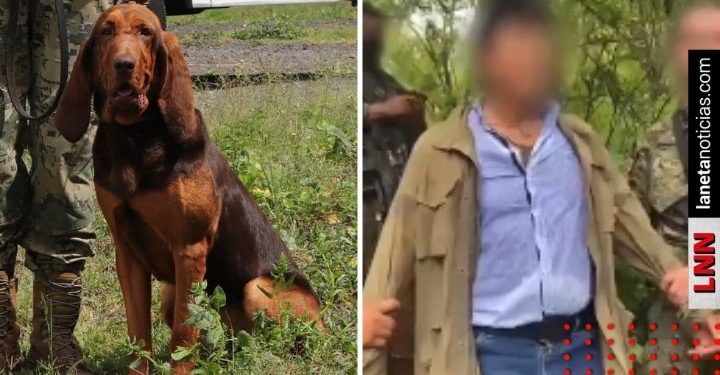 Max, el perro de la Marina que encontró a Caro Quintero (VIDEO)