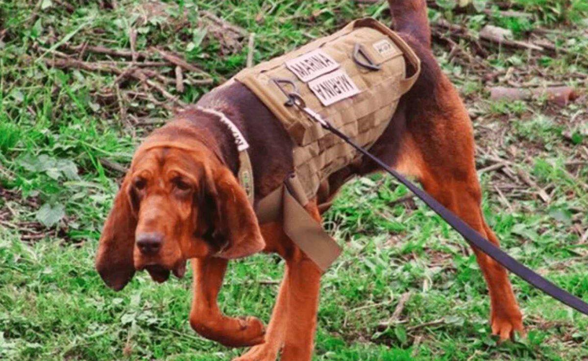 Max, el perro de la Marina que encontró a Caro Quintero