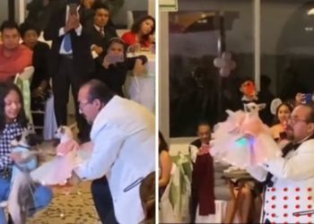 Festejan XV años a perrita chihuahua y pachanga se viraliza en redes (VIDEO)