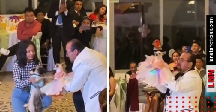 Festejan XV años a perrita chihuahua y pachanga se viraliza en redes (VIDEO)