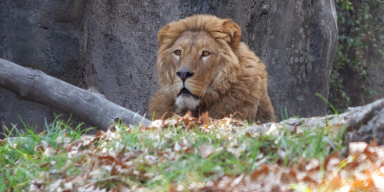 Recuperación exitosa de leones rescatados
