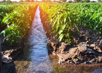 Cosecha de Lluvia 2023