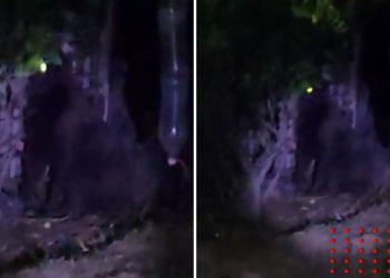 La reacción de jóvenes que se toparon con gorila suelto