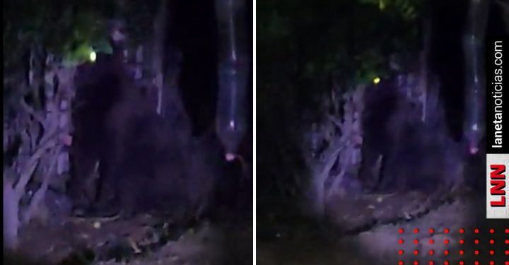 La reacción de jóvenes que se toparon con gorila suelto