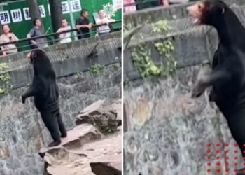 Zoológico de China niega que sus osos sean humanos (VIDEO)