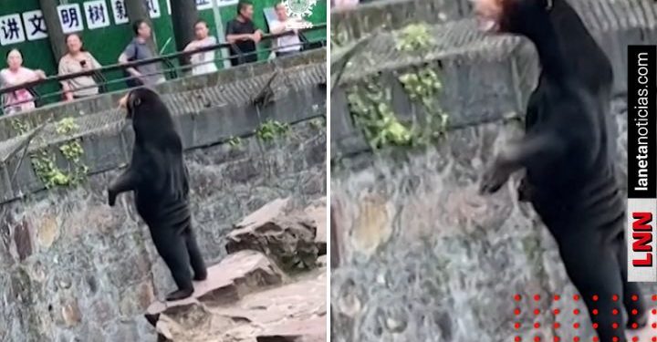 Zoológico de China niega que sus osos sean humanos (VIDEO)