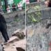 Zoológico de China niega que sus osos sean humanos (VIDEO)