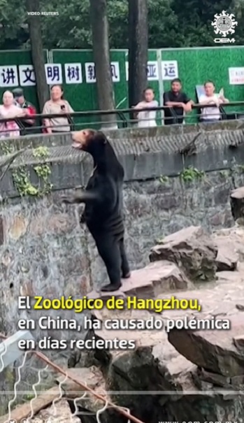 Zoológico de China niega que sus osos sean humanos (VIDEO)
