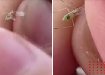 Captan a supuesto mosquito con número de serie y se viraliza