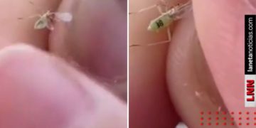 Captan a supuesto mosquito con número de serie y se viraliza