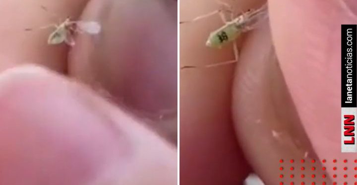 Captan a supuesto mosquito con número de serie y se viraliza