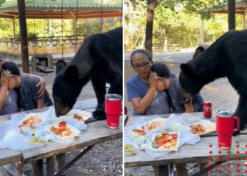 Oso sorprende a familia y se come su lonche en Monterrey