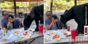 Oso sorprende a familia y se come su lonche en Monterrey