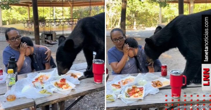 Oso sorprende a familia y se come su lonche en Monterrey