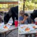 Oso sorprende a familia y se come su lonche en Monterrey