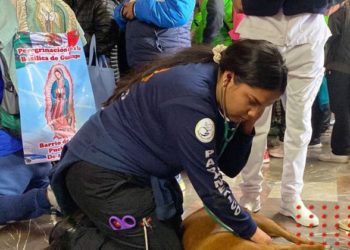 Perrito se desmaya en la Basílica y estudiantes lo auxilian
